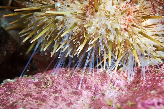 探秘神奇缤纷的白海水下生物(高清组图)