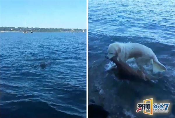 小鹿落水，狗狗跳进海里救上岸还试图唤醒它