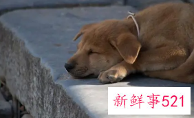 训练狗狗上厕所好习惯是从幼犬养起