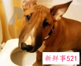 训练狗狗上厕所好习惯是从幼犬养起