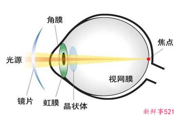 蔗糖是什么？蔗糖和蔗糖(甜味剂)一样吗？