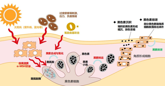 女性私处颜色深，是性生活多了？别被男人“洗脑”了